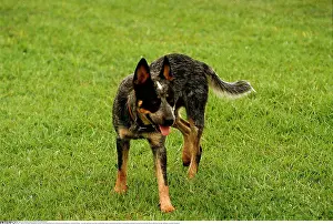 Zoologie: Zoologie, Sugetiere, Hunde, (Canis lupus familiaris)