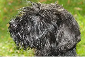 Familiaris: Zoologie, S??ugetiere, Hunde (Canis lupus familiaris)