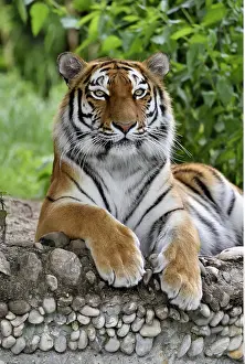 Zoologie: Zoologie, S??ugetiere (Mammalia), Sibirischer Tiger
