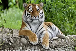 Zoologie: Zoologie, S??ugetiere (Mammalia), Sibirischer Tiger