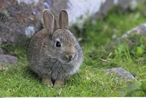 Cuniculus: Zoologie, S??ugetiere (Mammalia), Kaninchen, Oryclolagus
