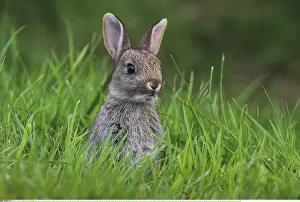 Cuniculus: Zoologie, S??ugetiere (Mammalia), Kaninchen, Oryclolagus
