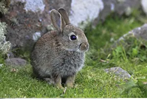 Cuniculus: Zoologie, S??ugetiere (Mammalia), Kaninchen, Oryclolagus