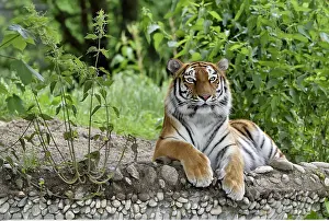 Zoologie: Zoologie, S??ugetiere (Mammalia), Sibirischer Tiger