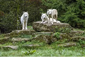 Arctos: Zoologie, S??ugetiere (Mammalia), Polarw??lfe, Wei??w??lfe