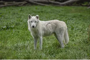 Arctos: Zoologie, S??ugetiere (Mammalia), Polarwolf, Wei??wolf