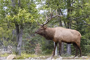 Wapiti: Zoologie, S??ugetiere (Mammalia), Kanada, Wapiti