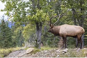 Wapiti: Zoologie, S??ugetiere (Mammalia), Kanada, Wapiti