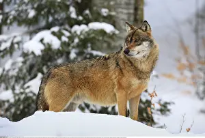 Europa: Zoologie, S??ugetiere (Mammalia), Wolf, Gemeiner
