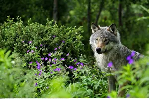 Zoologie: Zoologie, S??ugetiere, W??lfe, Wolf, (Canis lupus)