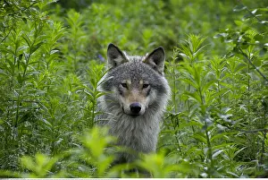 Zoologie: Zoologie, S??ugetiere, W??lfe, Wolf, (Canis lupus)