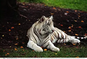 Zoologie: Zoologie, S&x4d67;etiere, Tiger, K&x1aea67;stiger