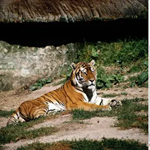 Zoologie: Zoologie, S&x4d67;etiere, Tiger, K&x1aea67;stiger