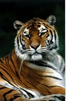 Zoologie: Zoologie, S&x4d67;etiere, Tiger, K&x1aea67;stiger
