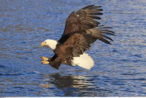 Haliaeetus: Zoologie, V??gel (Aves), Weisskopfseeadler (Haliaeetus