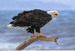 Haliaeetus: Zoologie, V??gel (Aves), Weisskopfseeadler (Haliaeetus