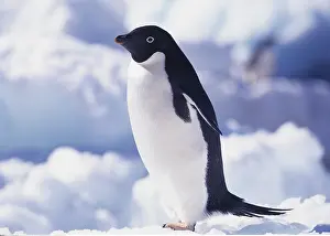 Spheniscidae: Zoologie, V&x1a796c;, Pinguine, Adeliepinguin