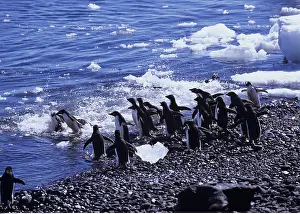 Spheniscidae: Zoologie, V&x1a796c;, Pinguine, Adeliepinguin