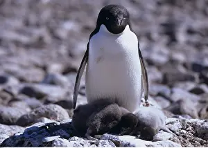 Spheniscidae: Zoologie, V&x1a796c;, Pinguine, Adeliepinguin