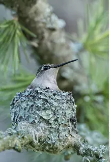 050419: zoology / animals, avian / bird (aves), Female Ruby-throated