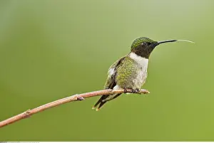 Ontario: zoology / animals, avian / bird (aves), Ruby throated