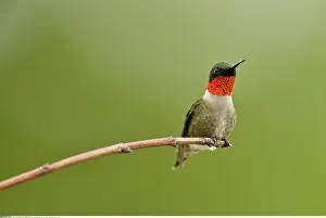 Ontario: zoology / animals, avian / bird (aves), Ruby throated
