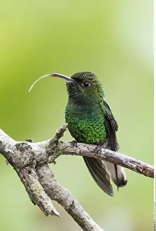 Emerald: zoology / animals, avian / bird (aves), White-tailed