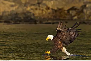 Leucocephalus: zoology / animals, avian / bird (aves), Bald eagle