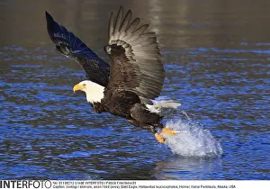 Grabbing: zoology / animals, avian / bird (aves), Bald Eagle