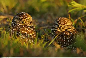 Athene: zoology / animals, avian / bird (aves), Burrowing