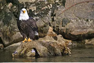 Haliaeetus: Zoology / animals, avian / birds, Canada, British
