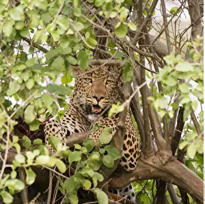 110118: Zoology / animals, mammal / mammalian (mammalia)
