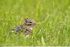 Burrows: zoology / animals, mammal / mammalian (mammalia)