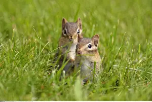 Burrows: zoology / animals, mammal / mammalian (mammalia)