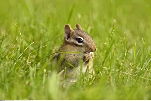 Burrows: zoology / animals, mammal / mammalian (mammalia)
