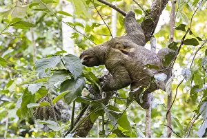 Bradypus: zoology / animals, mammal / mammalian (mammalia)