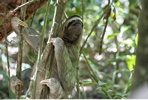 Bradypus: zoology / animals, mammal / mammalian (mammalia)