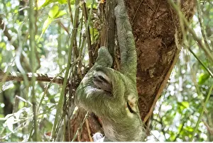 Bradypus: zoology / animals, mammal / mammalian (mammalia)