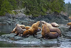 Steller: zoology / animals, mammal / mammalian (mammalia)
