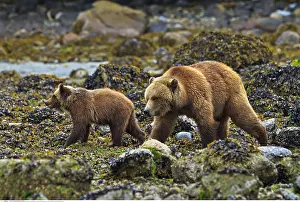 Beast: zoology / animals, mammal / mammalian (mammalia)