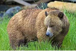 Beast: zoology / animals, mammal / mammalian (mammalia)