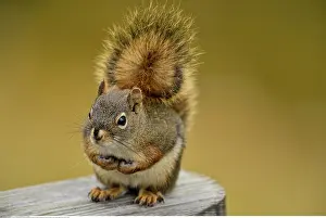 Interfoto: zoology / animals, mammal / mammalian (mammalia)