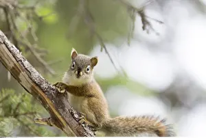 Anchorage: zoology / animals, mammal / mammalian, USA, Alaska