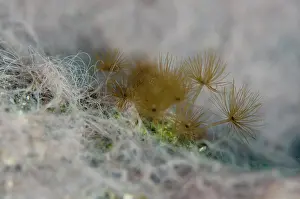 Hydroid: Zooxanthellate Hydroid - on filamentous Green Algae
