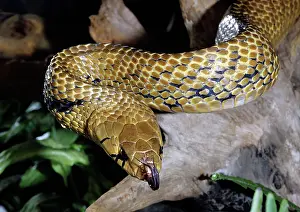 Forked: Zopilota Indigo Snake