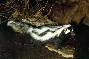 Polecat: Zorilla / Striped Polecat