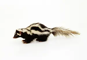 Polecat: ZORILLA / Striped Polecat