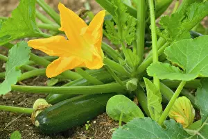 Zucchini: Zucchini / Courgette / Summer Squash - plant with