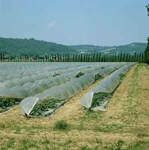 Plastic: Zucchini crop in polyethelene tunnels