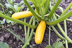 Pepo: Zucchini golden rush in a kitchen garden, summer